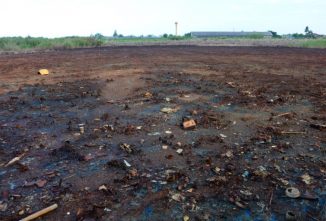 Phytoremediation Plants Used to Clean Contaminated Soil